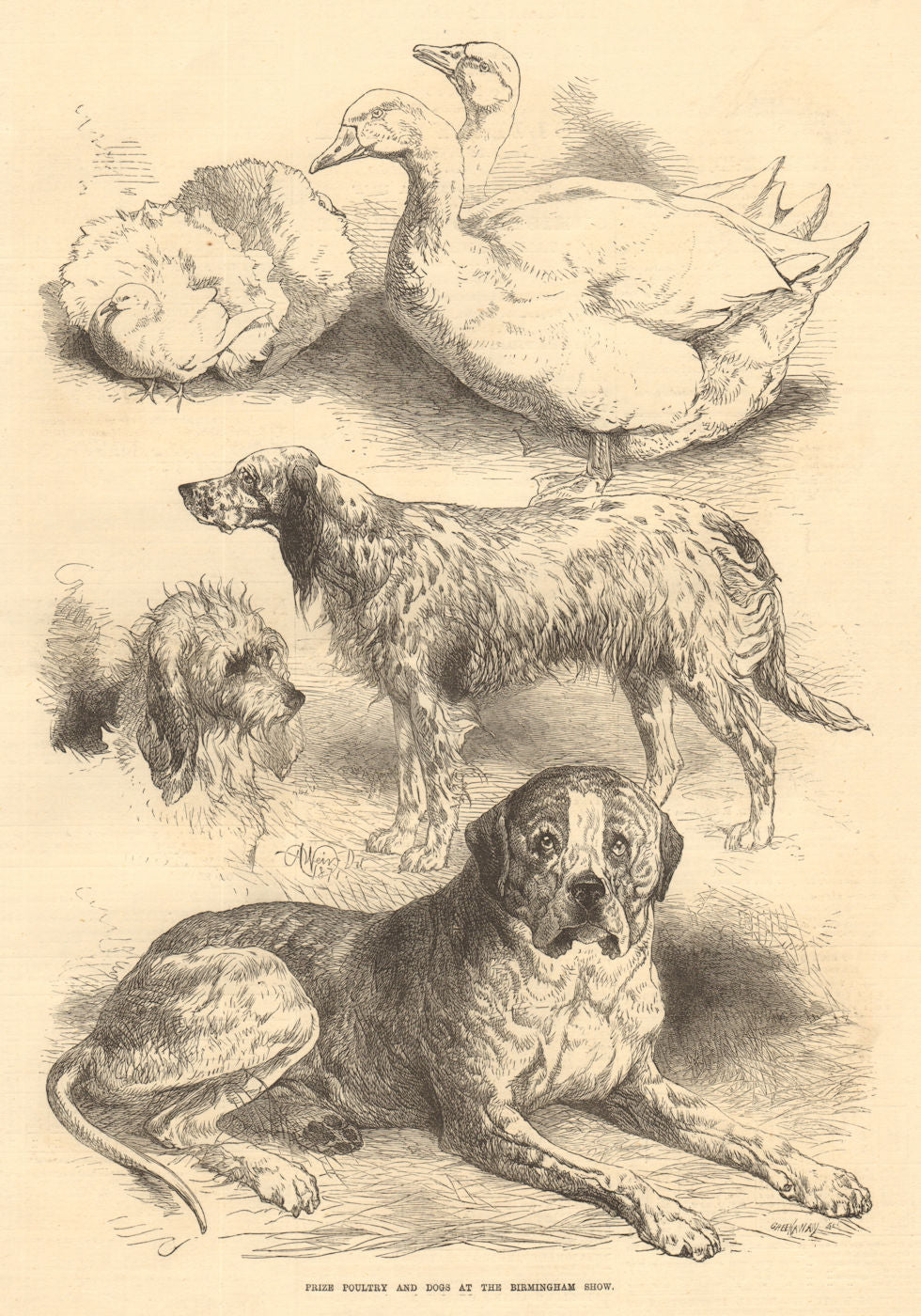 Prize poultry & dogs. Birmingham show. Warwickshire 1871 old antique print